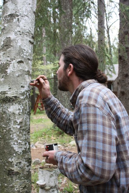 427x640 Birch Tree Painting - Birch Bark Painting