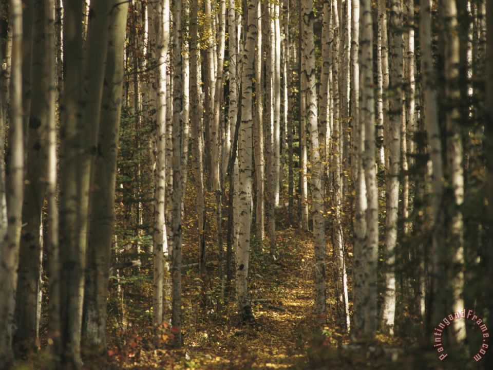960x720 Raymond Gehman A Stand Of Birch Trees Show Their Autumn Color - Birch Forest Painting