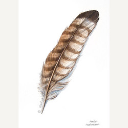 250x250 Bird Feather Paintings - Bird Feather Painting