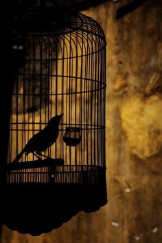 236x353 The Cage By Thornbulle On Things That Make You Go - Bird In Cage Painting