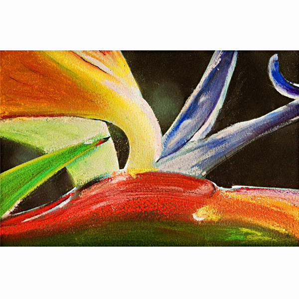 600x600 Bird Of Paradise (Pastel Painting) Deborah Sussex - Bird Of Paradise Painting