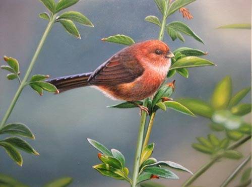 500x371 Bird Painting 5,birds Oil Paintings,sinoorigin - Bird Oil Painting