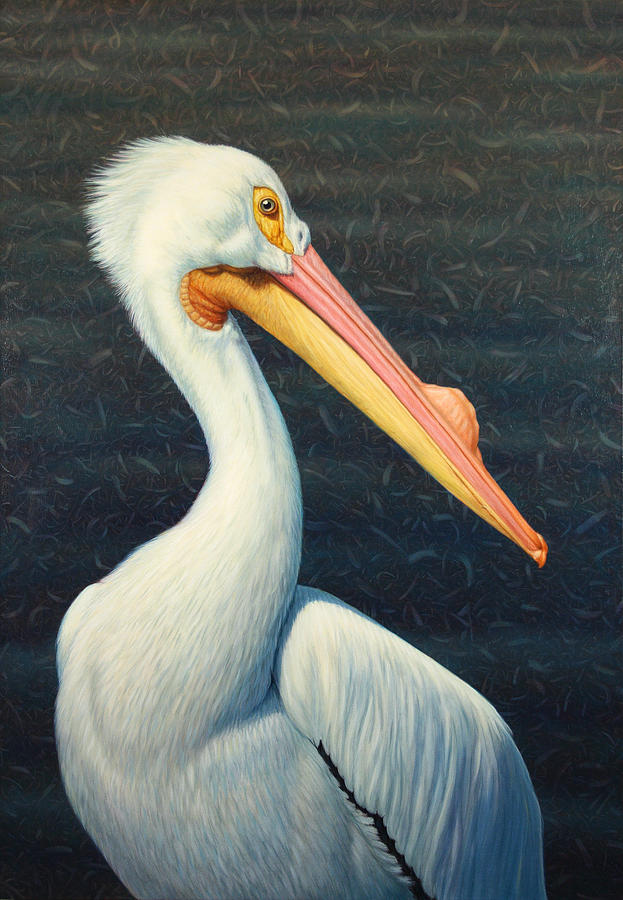 623x900 A Great White American Pelican Painting By James W Johnson - Bird Painting