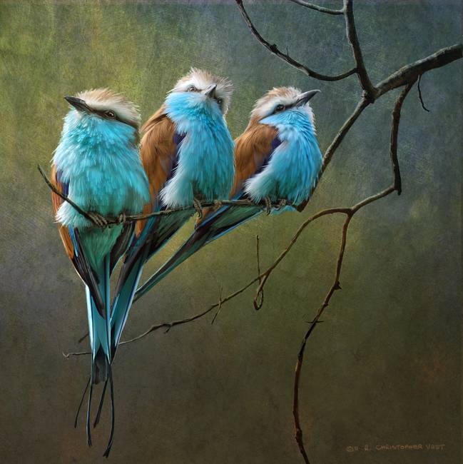 649x650 Racquet Tailed Rollers Blue Birds Of Africa By R Christopher Vest - Bird Painting