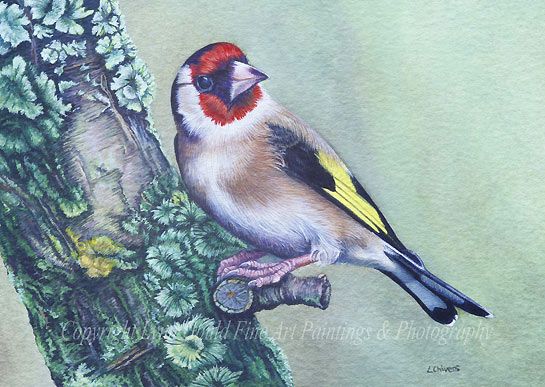 545x387 Goldfinch On The Lichen Covered Cherry Tree Bird Painting By - Bird Painting Images