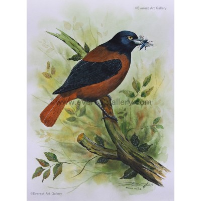 400x400 Water Colour Bird Painting Nepal Maroon Oriole Bird - Bird Painting Images