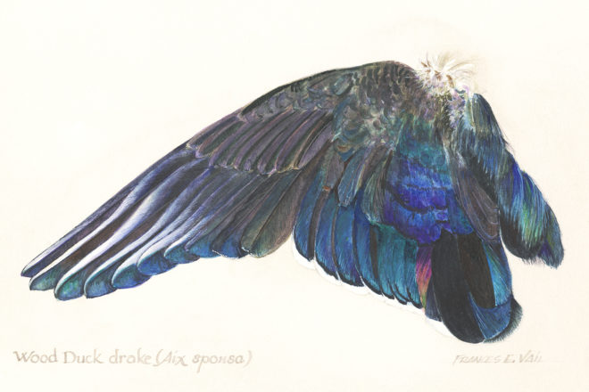 660x440 Celebrating Wings In Watercolor - Bird Wing Painting