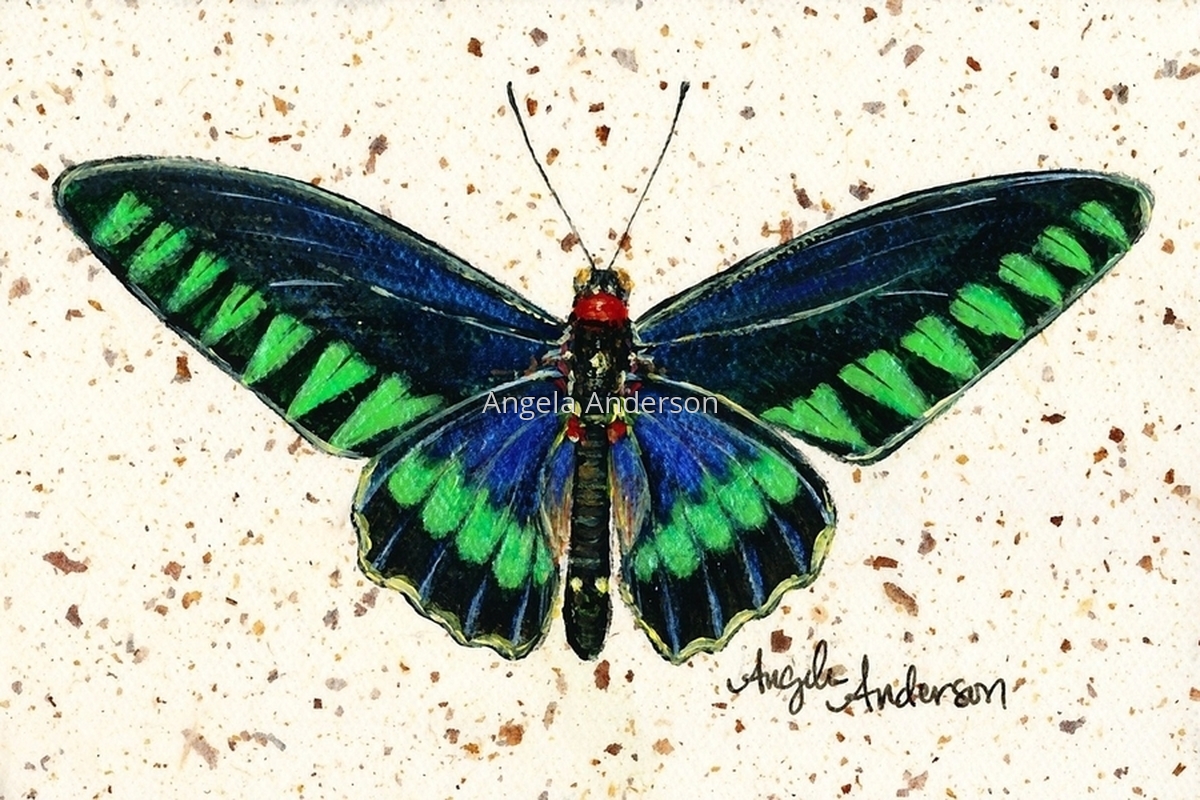 1200x800 Painting Trojana Birdwing (Original Art By Angela Anderson) - Bird Wing Painting