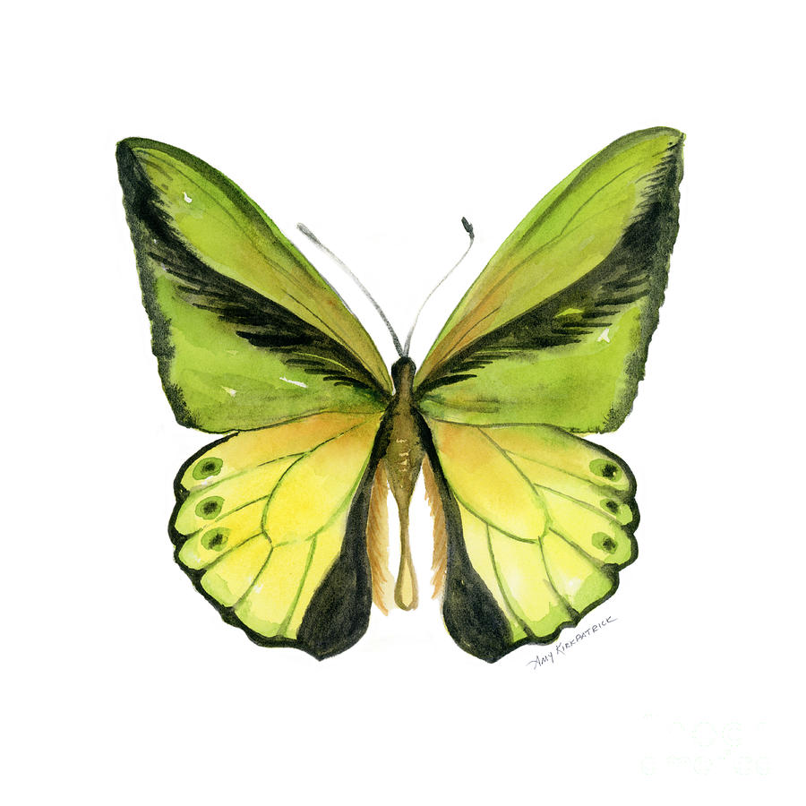 900x900 8 Goliath Birdwing Butterfly Painting By Amy Kirkpatrick - Bird Wing Painting