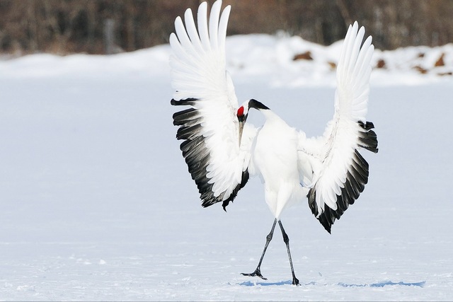 640x427 Winter Snow Bird Wings Dance Japanese Crane Jzk532 Room Home Wall - Bird Wing Painting