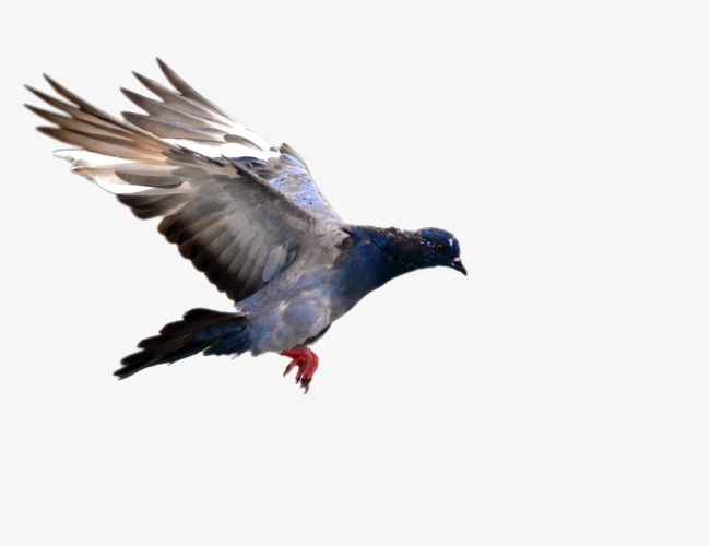 650x500 Bird Wings, Wing, Fly, Hand Painted Cartoon Png Image And Clipart - Bird Wing Painting