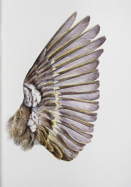 420x600 Botanical Sketches And Other Stories Wings - Bird Wing Painting