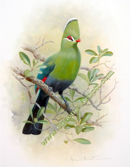 453x582 Bird Paintings By Graeme Arnott From South Africa - Birds For Painting