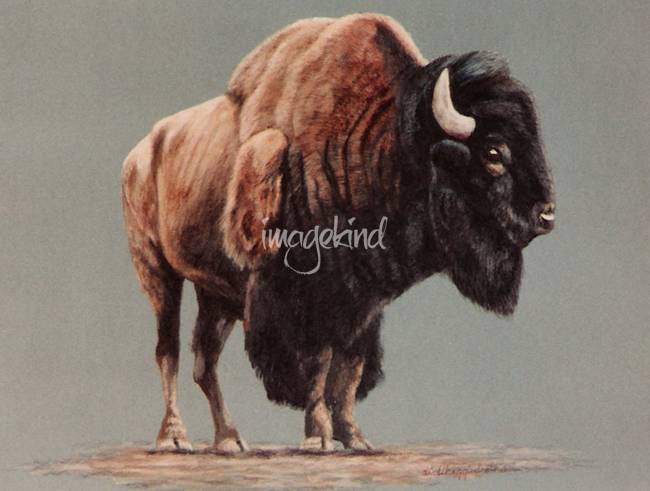 650x491 American Bison Painting By Didi Higginbotham - Bison Painting