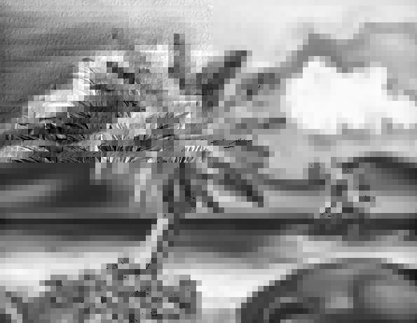 595x461 Painting, Image, Vacation, Tribute, Travel, Beach, Seashore, Palm - Black And White Beach Painting