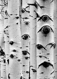 236x328 254 Best Birch Trees Images On Paint Techniques - Black And White Birch Tree Painting