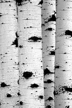 250x375 Pin By Becky Amir On Black And White Nature Pattern - Black And White Birch Tree Painting