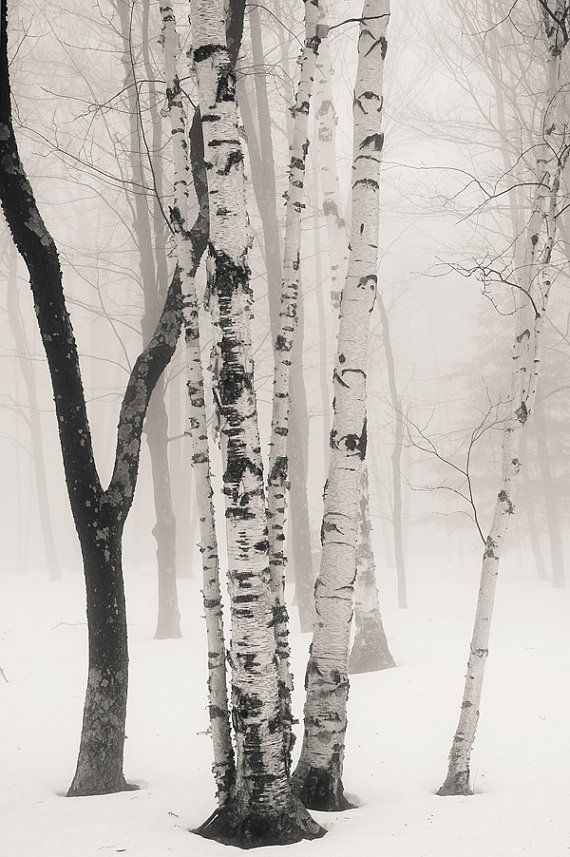 Black And White Birch Tree Painting at Explore