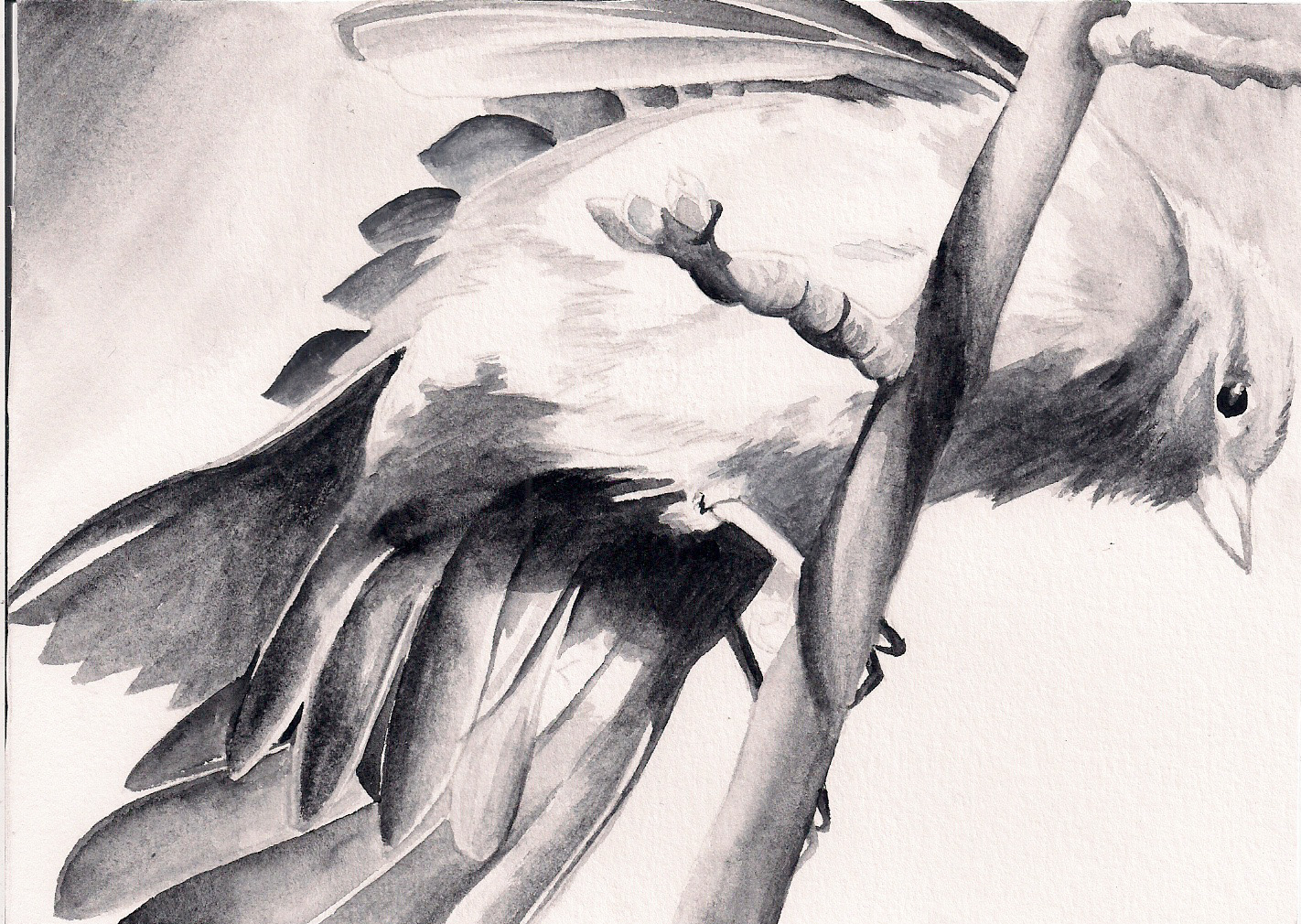 1422x1010 The Birds Grace Curran's Blog - Black And White Bird Painting
