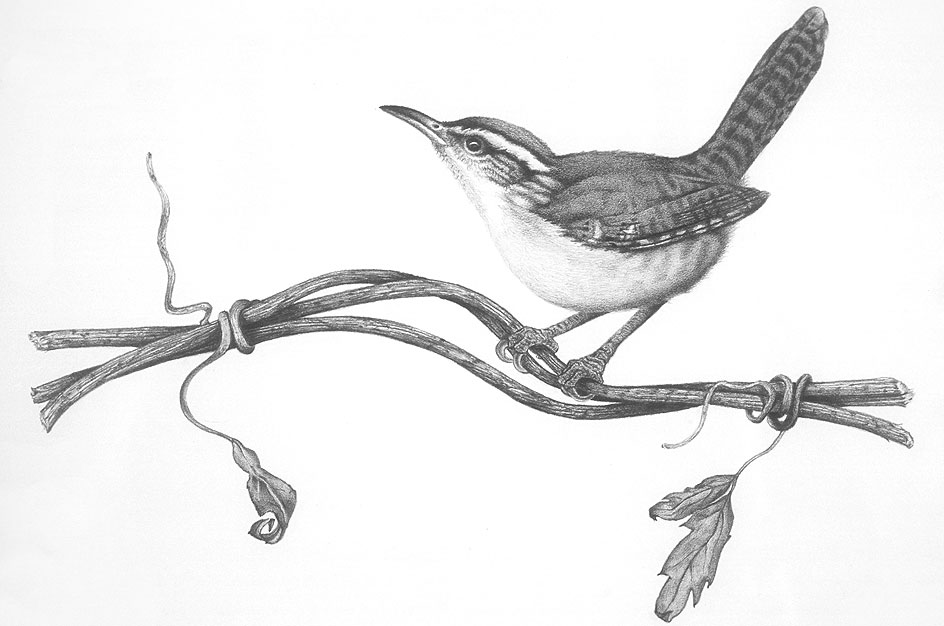 944x626 Colored Pencil, Oil Paintings, Graphite Drawings D. L. Friedman - Black And White Bird Painting