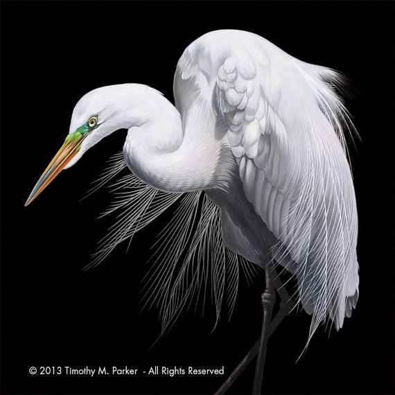 570x570 Black And White Bird Art Contemporary Egret Painting - Black And White Bird Painting