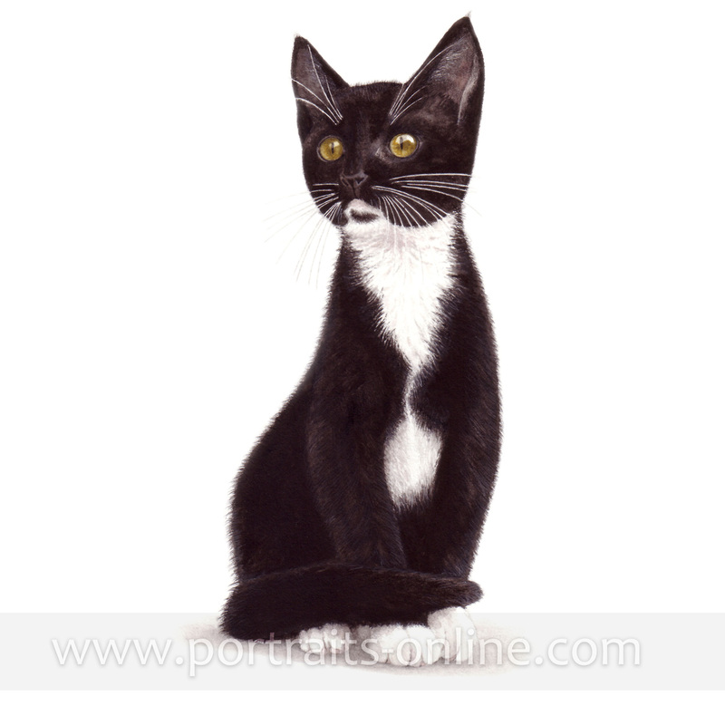 800x800 Black White Cat Portrait Watercolour Painting - Black And White Cat Painting