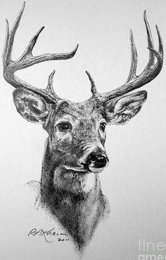 236x370 318 Best Deer Paintings Images On Deer Paintings, Draw - Black And White Deer Painting
