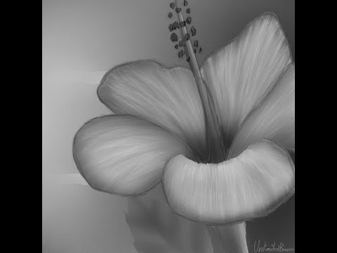 480x360 Black And White Flower Speed Paint - Black And White Flower Painting