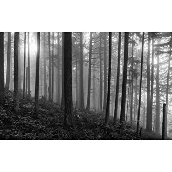 355x355 Black And White Forest Landscape Canvas Art Modern - Black And White Forest Painting