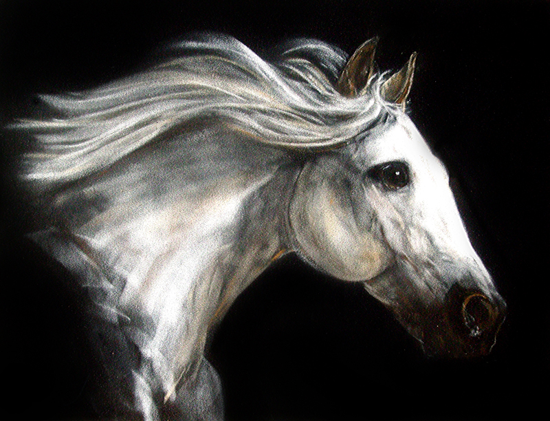 800x612 An Older Painting Arabien Horse - Black And White Horse Painting