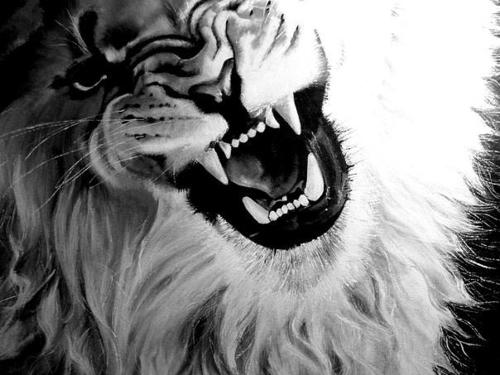 500x375 Google Rezultat Iskanja Slik Za - Black And White Lion Painting