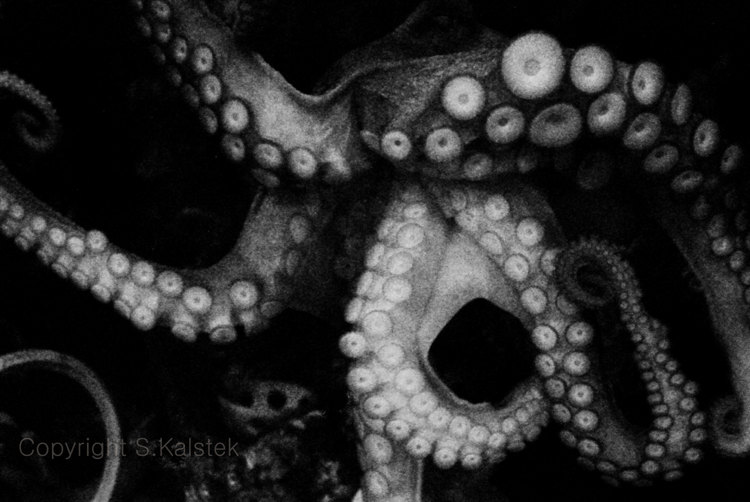 750x502 Octopus Photograph Sea Creature Tentacles Ocean Life - Black And White Octopus Painting