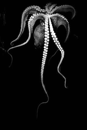 334x500 Octopus They Can Change Their Texture! My Aisha Board - Black And White Octopus Painting