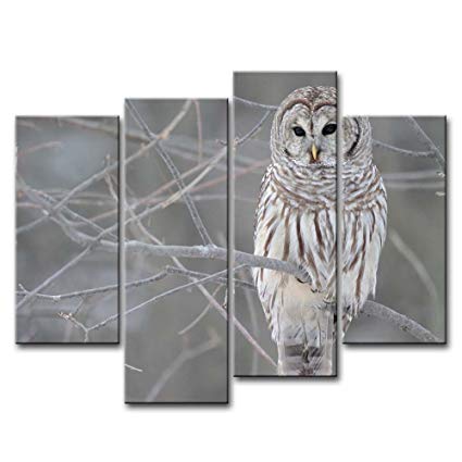 425x425 4 Piece Wall Art Painting White Owl In The Tree Prints - Black And White Owl Painting