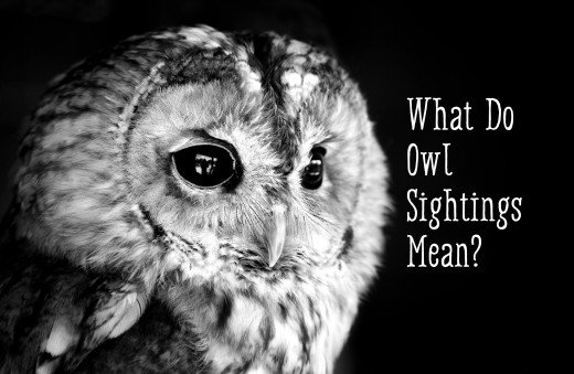 520x339 Owl Symbolism What Does It Mean When You See An Owl Exemplore - Black And White Owl Painting
