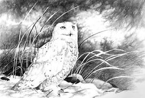300x202 Snowy Owl Pencil Drawing Artist Signature Limited Edition Quality - Black And White Owl Painting