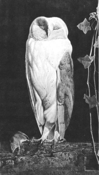 326x576 The White Owl By William J. Webbe - Black And White Owl Painting