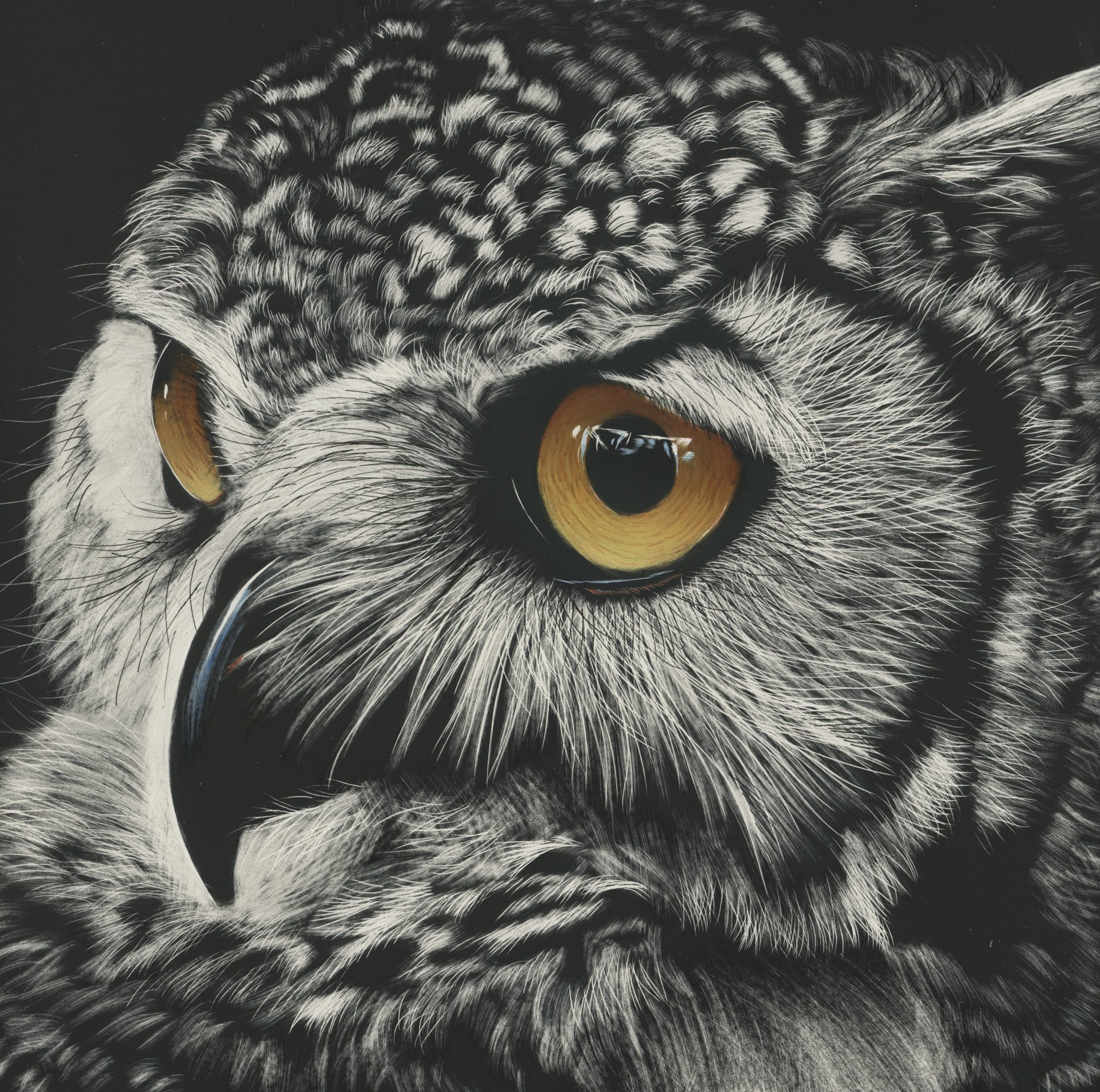 2228x2212 Wallpapers Owls Eyes Beak Black And White Animals Closeup 2228x2212 - Black And White Owl Painting