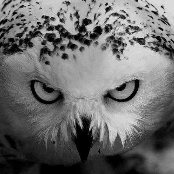 600x600 One And Only One Animals - Black And White Owl Painting