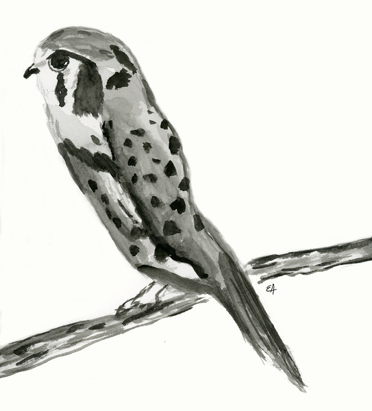 543x600 Birds - Black And White Owl Painting