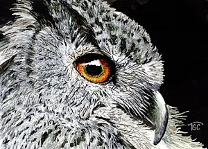 300x215 Black And White Owl Paintings - Black And White Owl Painting