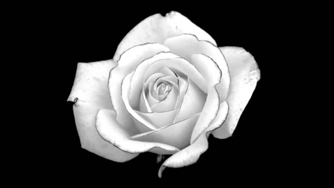 1280x720 Paint By Kirsten Pienaar (Winner White Rose Art Competition 2015 - Black And White Rose Painting