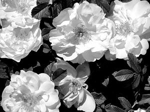 300x225 Rose Bush Paintings - Black And White Rose Painting