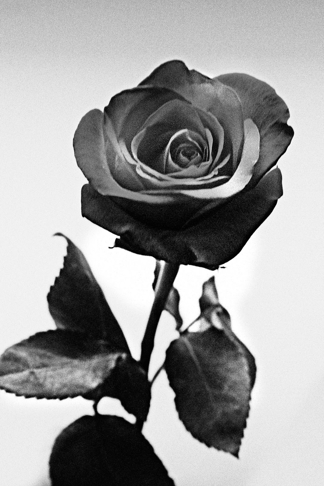 Black And White Rose Painting at PaintingValley.com | Explore ...