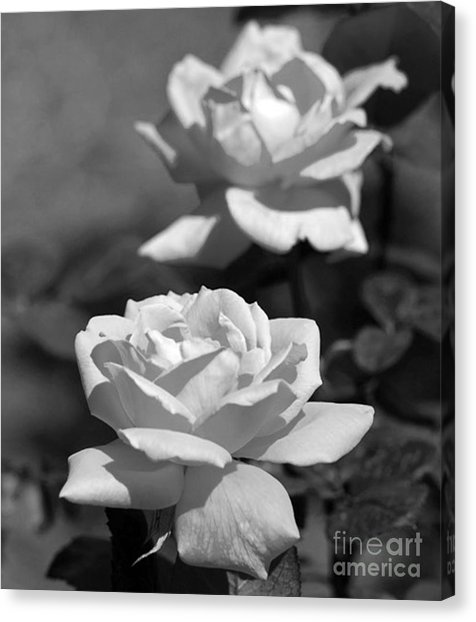 476x622 White Roses Bw Background Painting By Nitin Vaghela - Black And White Rose Painting
