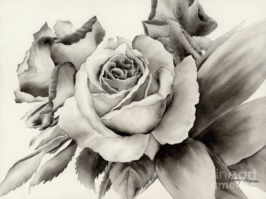 900x672 Black And White Rose Paintings Fine Art America - Black And White Rose Painting