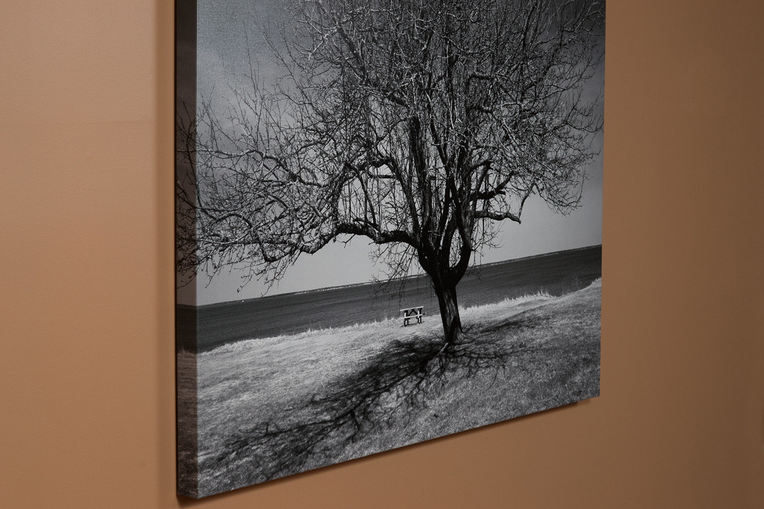 1100x733 Zenfolio John Charles Photography Prints Onto Canvas - Black And White Tree Canvas Painting
