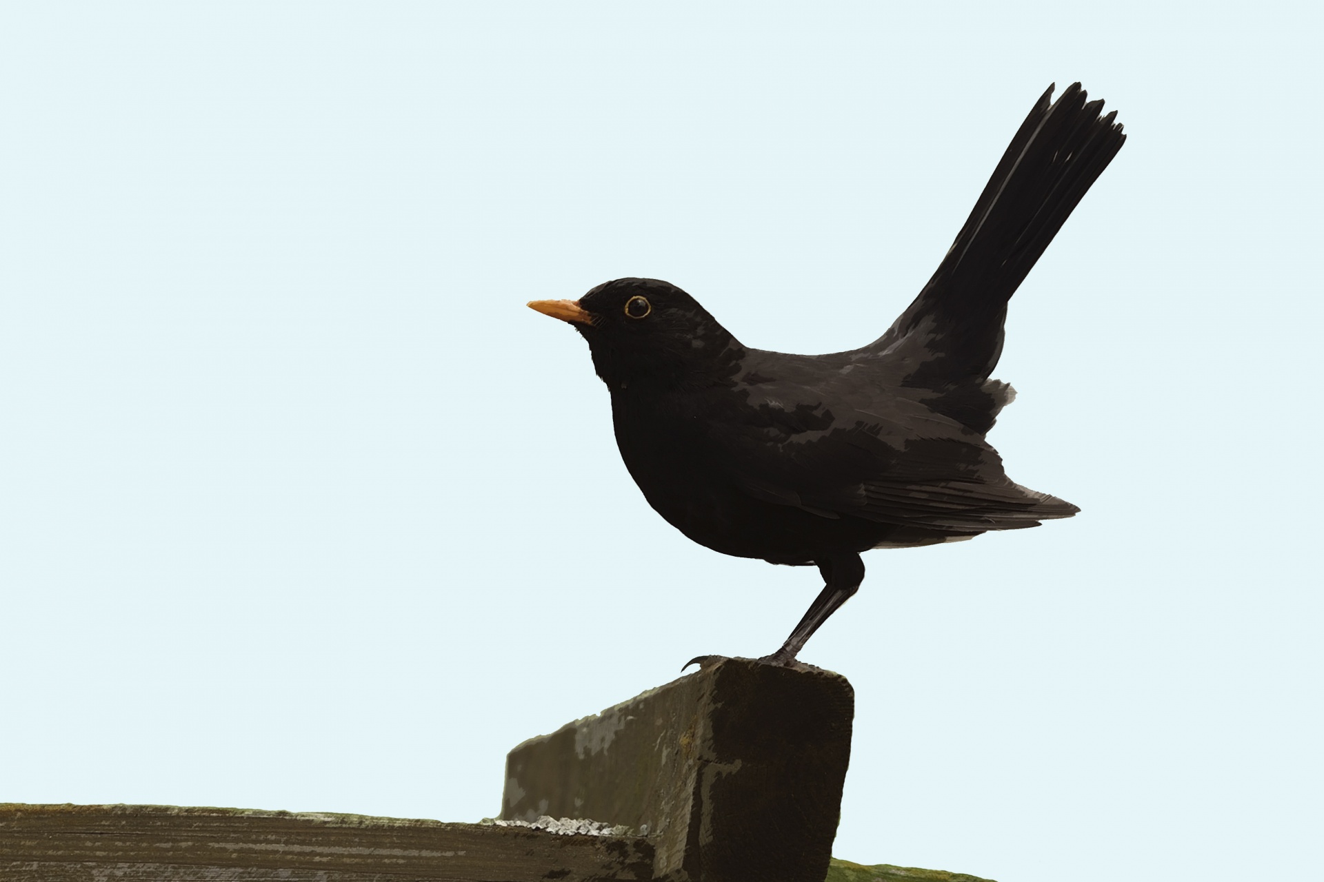 1920x1280 Blackbird Painting Free Stock Photo - Black Bird Painting