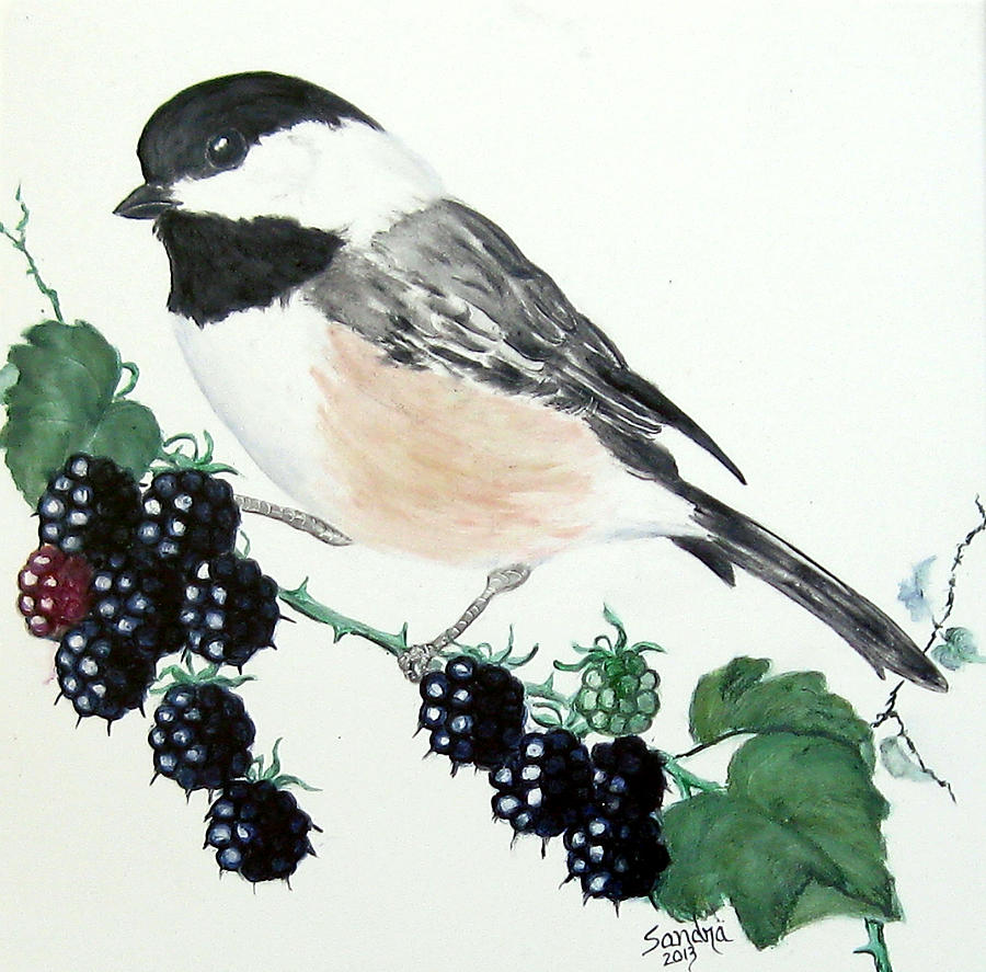 900x887 Black Capped Chickadee And Blackberries Painting By Sandra Maddox - Black Capped Chickadee Painting