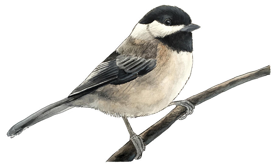 900x538 Black Capped Chickadee Painting By Rory Viale - Black Capped Chickadee Painting